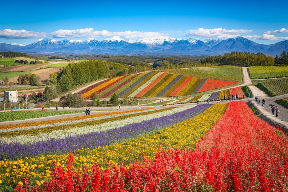 Hokkaido colorful flower fields and mountains